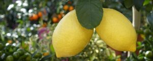 lemons, tree, meal, citrus fruits, fruit, mediterranean, southern, nature, healthy, vitamins, food, shell, orange, angry, header, banner, head picture